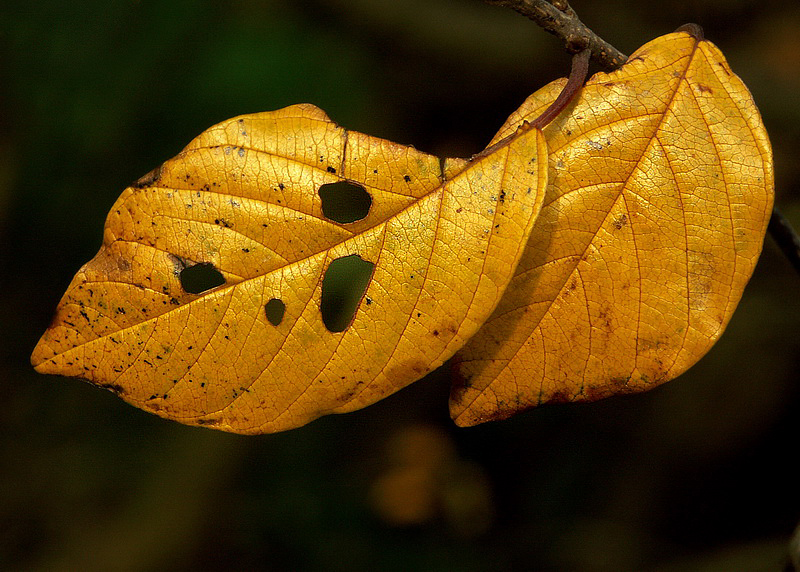 Blatt PICT2677_Bildgröße ändern.jpg
